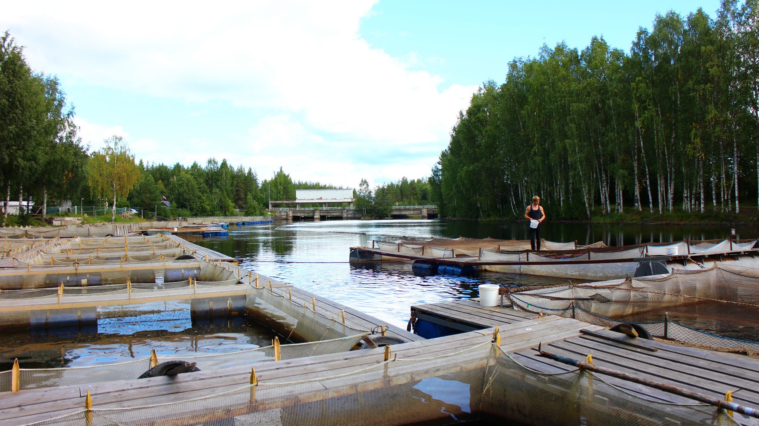 Kirjolohen ja sammen viljely Pioneeri-nimisen kanavan rannalla on sujunut vuodesta 1991. Kuva: Oleg Gerasjuk