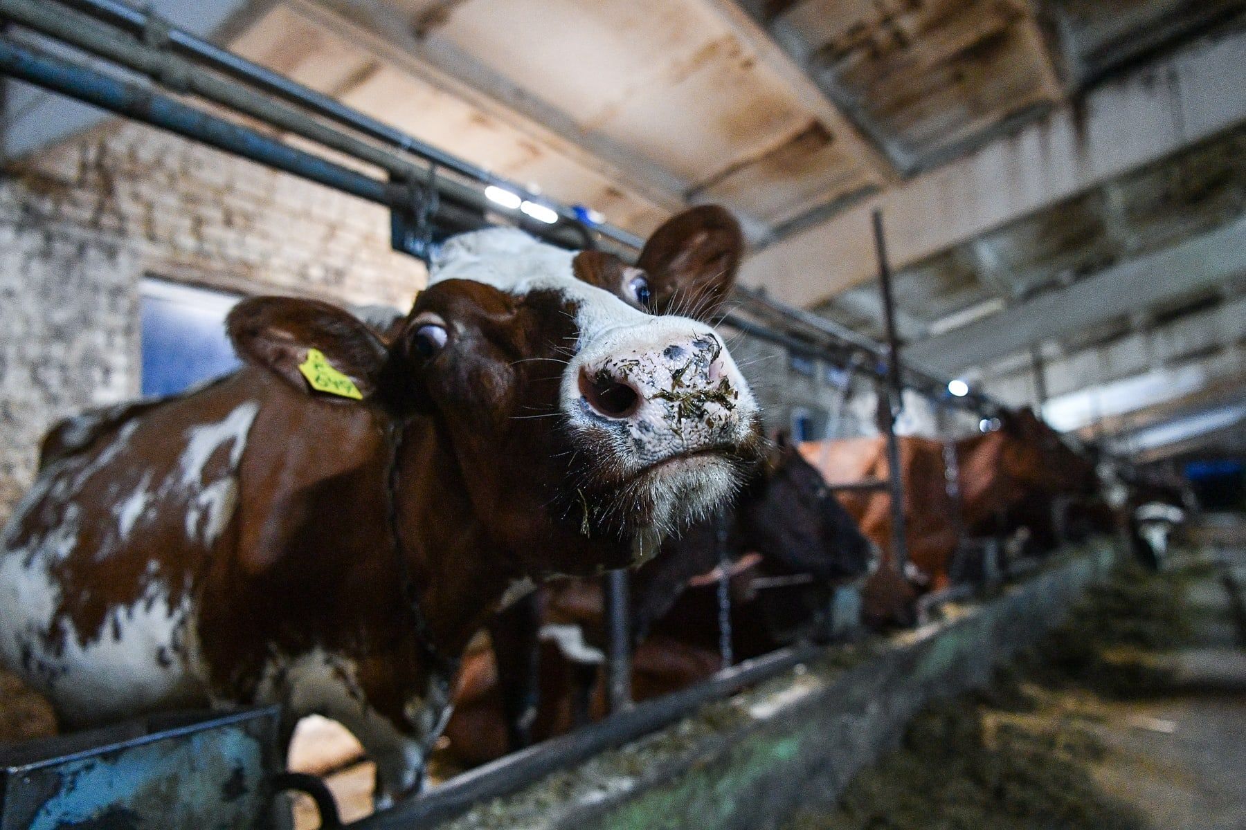 Nygöi Iljinskoje-talovuos on enämbi 2 500 lehmiä. Kuva on otettu Artur Parfenčikovan Vkontakte-sivul