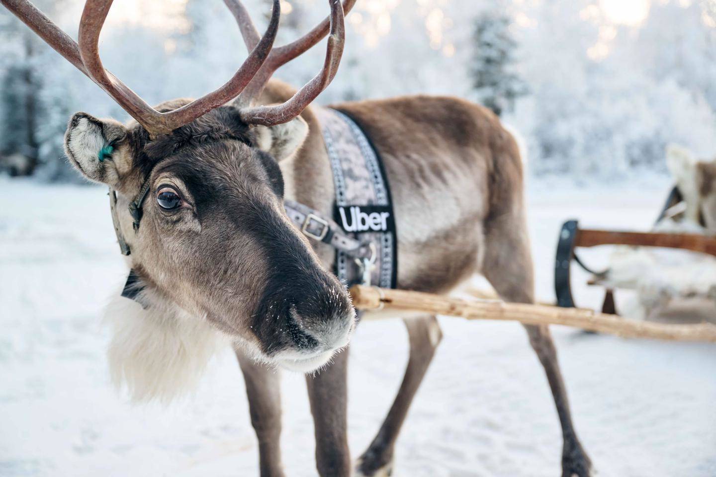 В Рованиеми туристы смогут прокатиться на оленьих упряжках. Услуга доступна через приложение Uber. Фото: UBER / uusimaa.fi