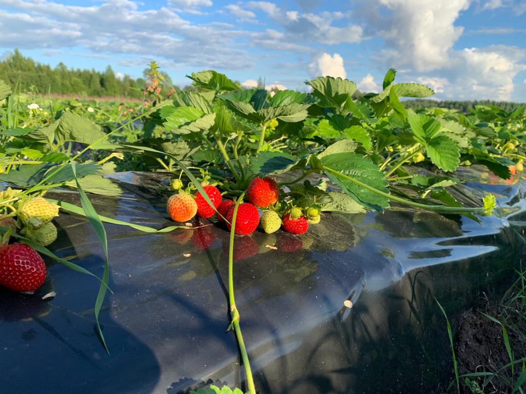 Viime vuosina Karjalan maanviljelijät ovat hakeneet apurahaa useimmiten marjanviljelyyn. Kuva: Karjalan maatalousministeriö