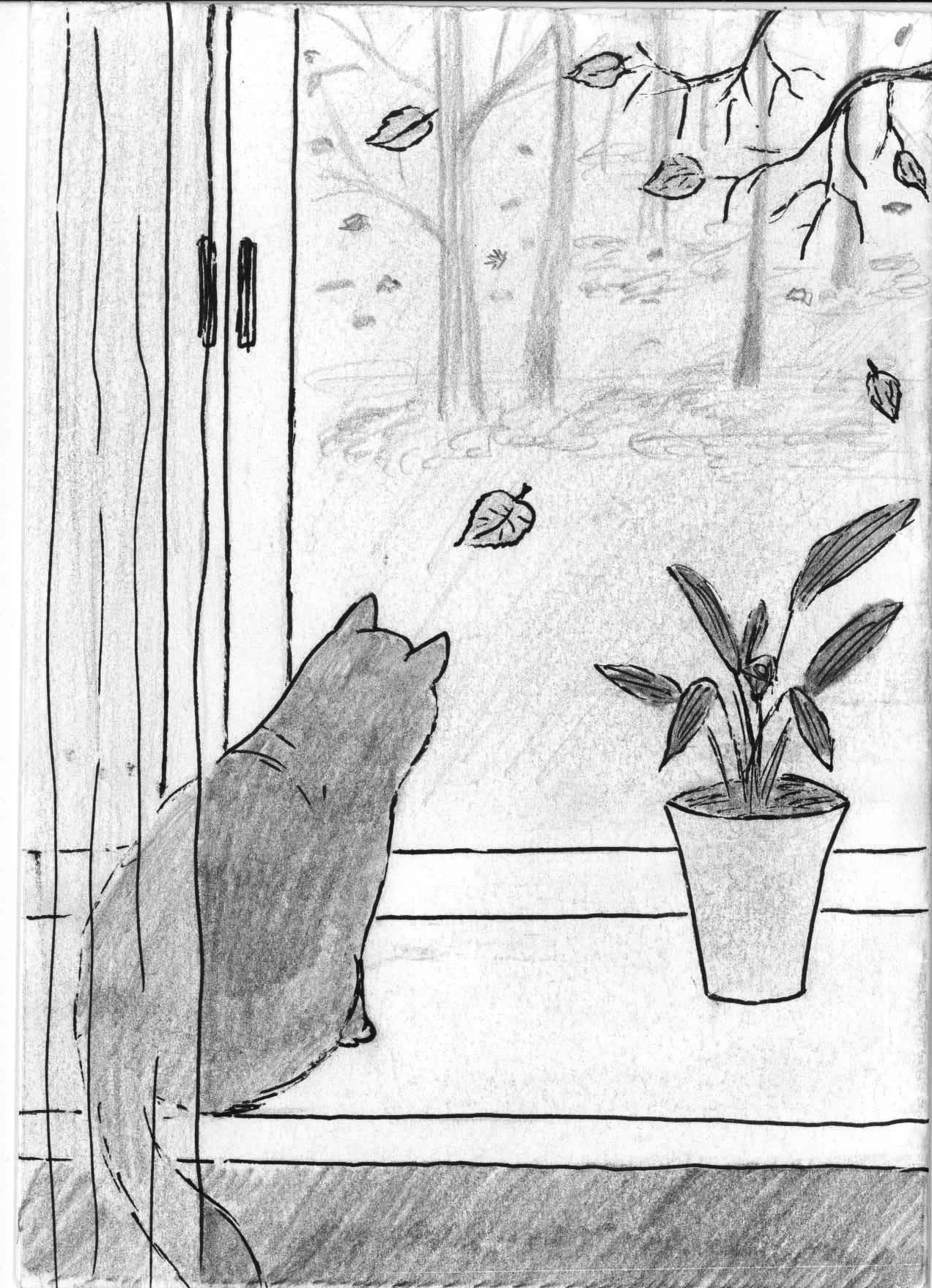кошка на окне.jpg